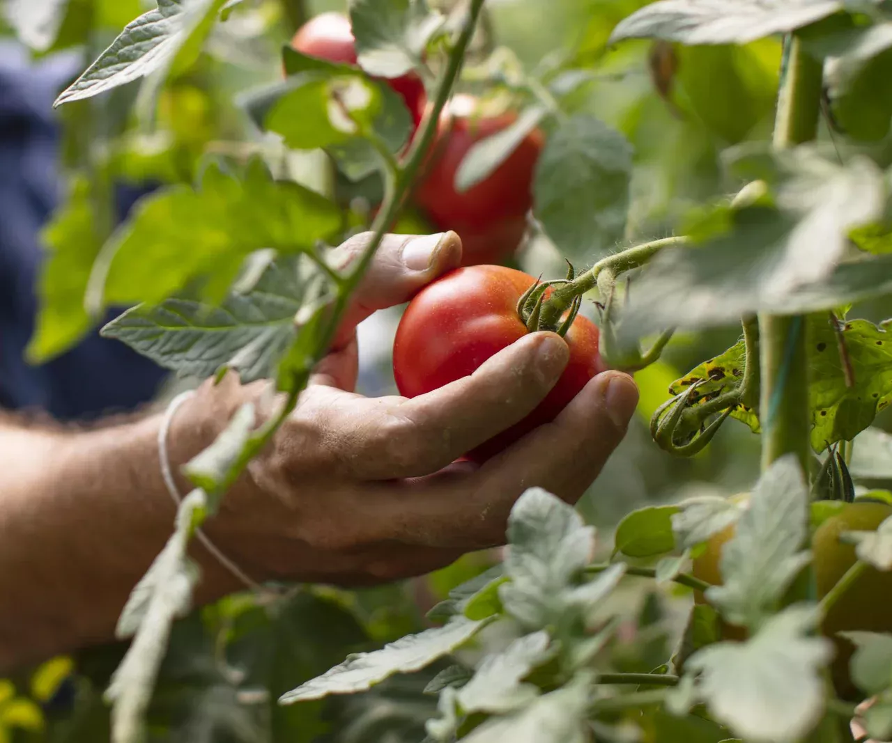 An heißen Tagen gieße ich meine Tomaten nicht mit Wasser, sondern mit dieser Flüssigkeit, und sie tragen Früchte wie verrückt. Ich ernte ganze Kisten voller Tomaten. Dünger für Tomaten