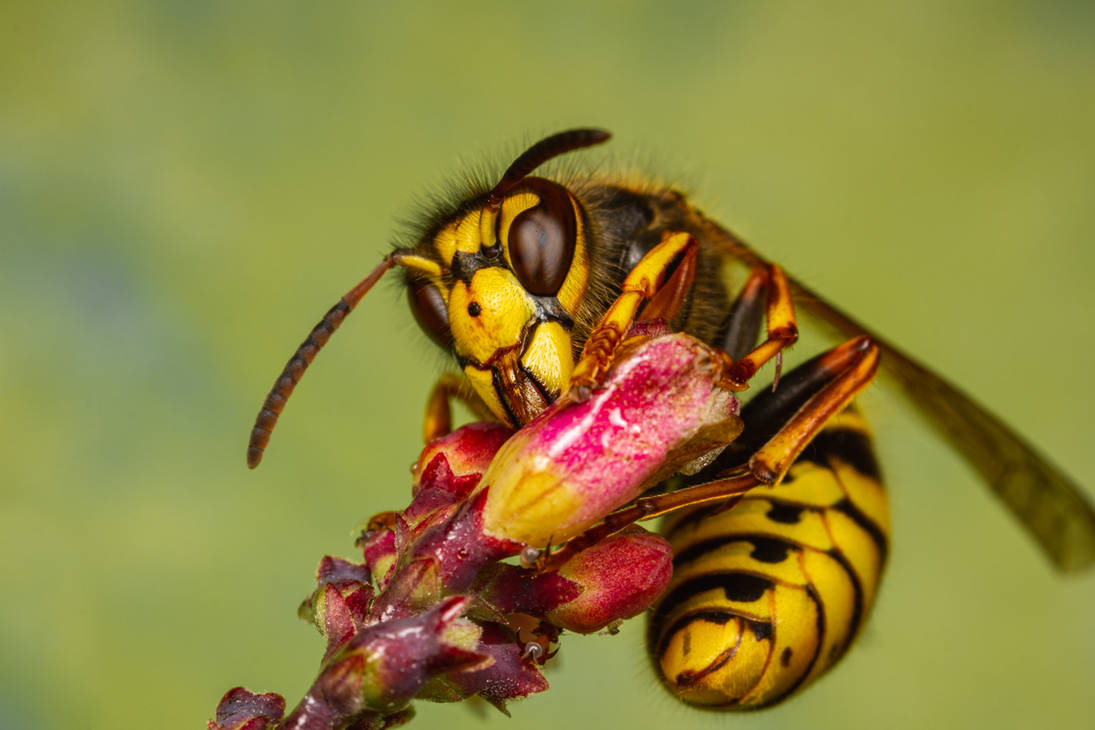 Ein Imker gibt Tipps, wie man sich vor Wespen- und Bienenstichen schützen kann