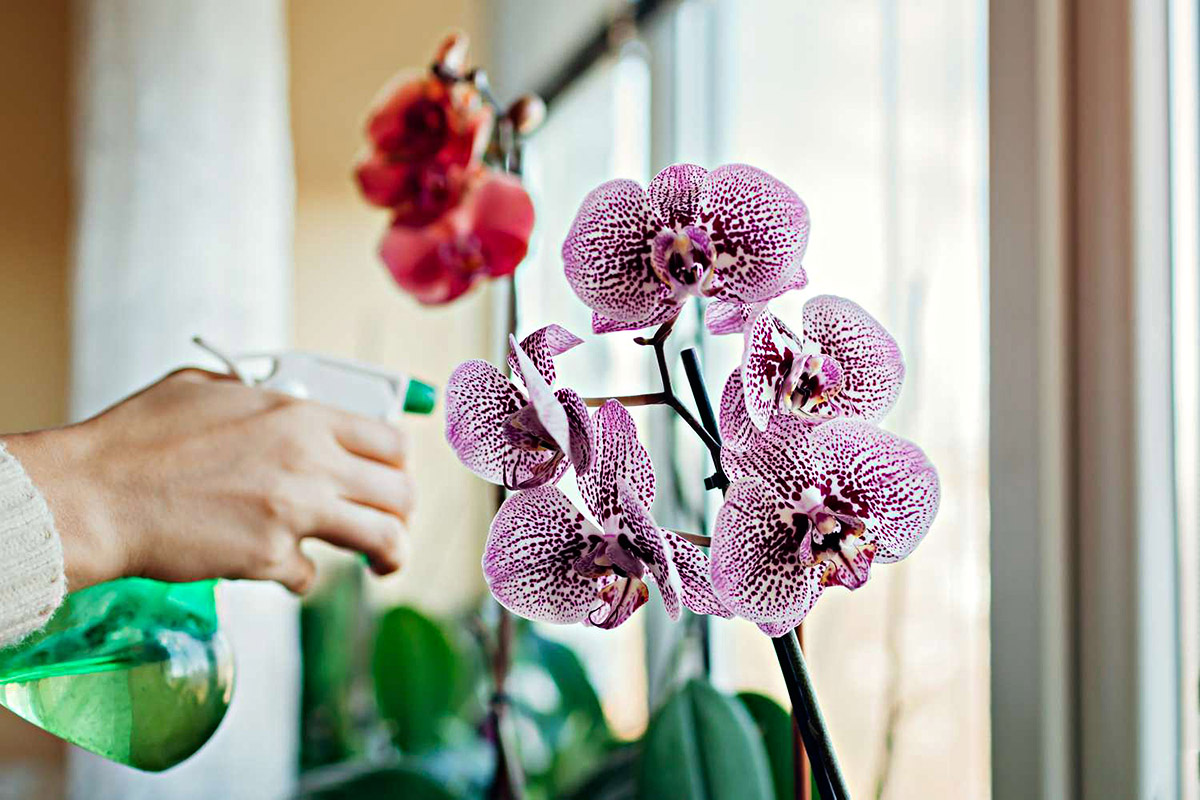 Nasypu tři lžíce do květináče a ta ubohá orchidej roste jako plevel. Tento domácí trik je skvělý