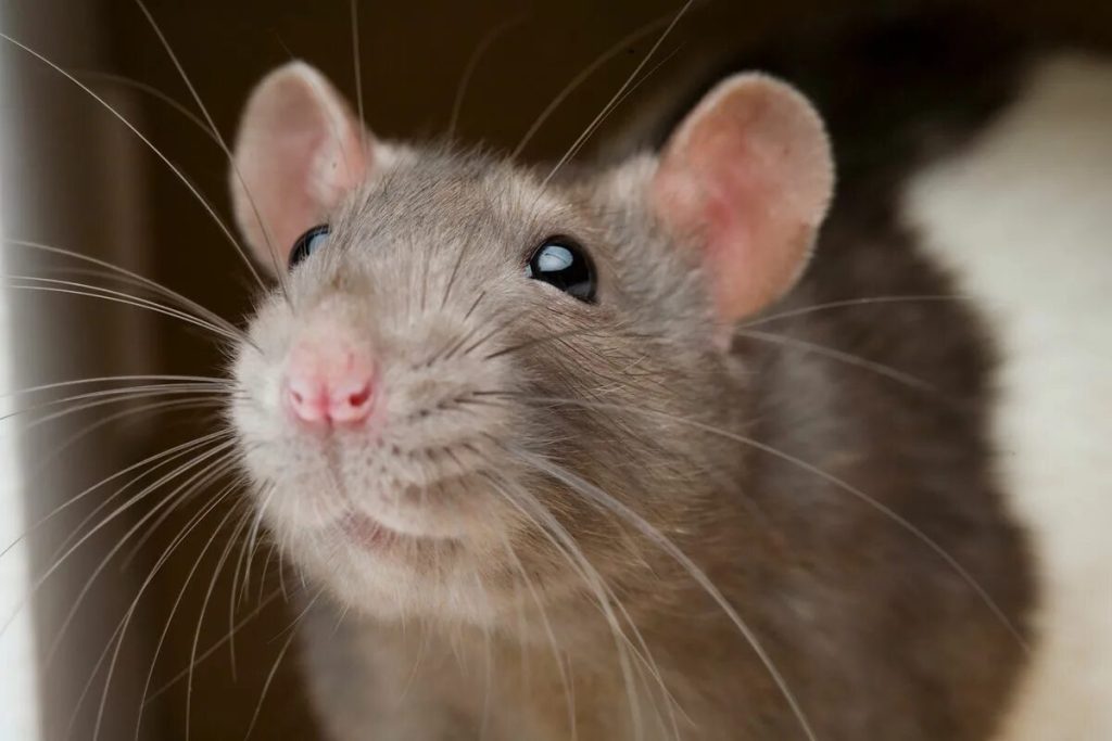 Eine aromatische Pflanze, die hilft, Insekten und Ratten aus Ihrem Zuhause zu vertreiben