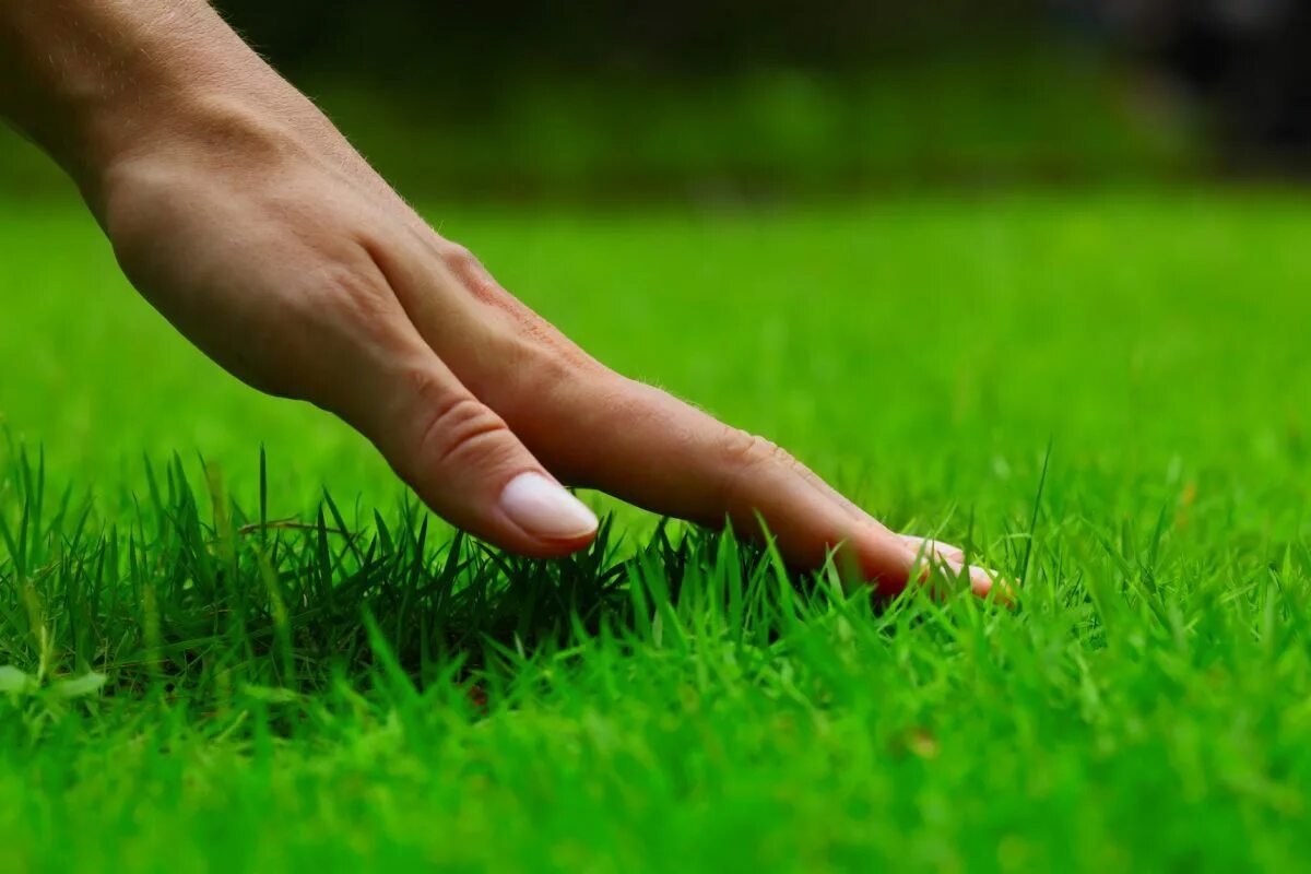 Dieser Gartentipp hilft Ihnen, Ihren beschädigten Rasen innerhalb weniger Tage wieder zum Leben zu erwecken
