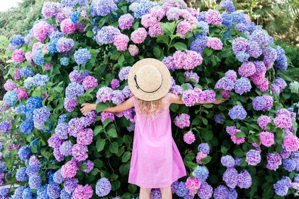Verblasste Hortensien: Wie man die Farbe der Blüten auf natürliche Weise wiederherstellt.
