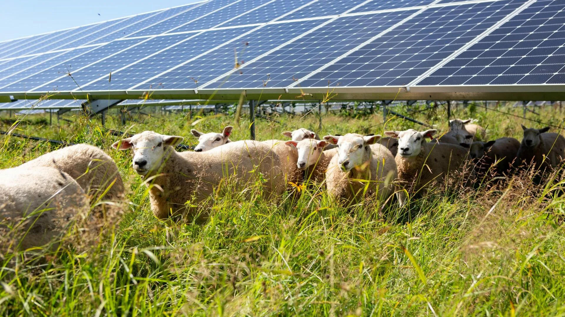 1700 Schafe wurden zwischen Sonnenkollektoren gebracht, und die Wissenschaftler waren über das unerwartete Verhalten der Tiere verwirrt.