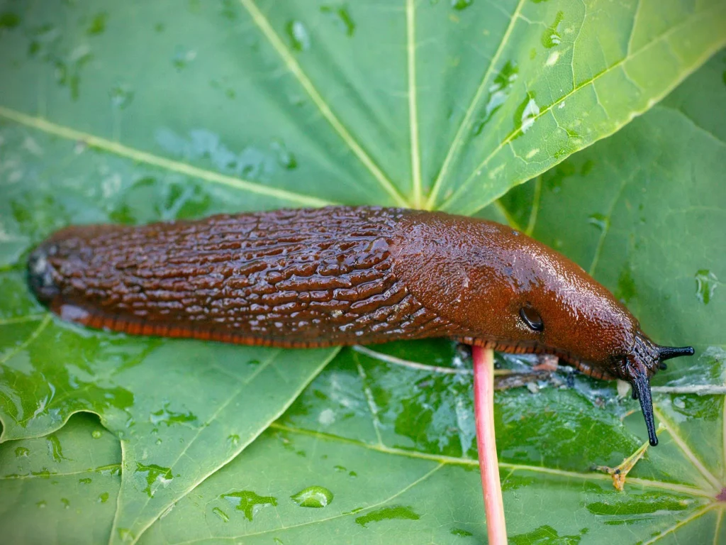 Wenn Sie sie im Garten sehen, warten Sie nicht eine Minute. Es könnte in einer Katastrophe enden.
