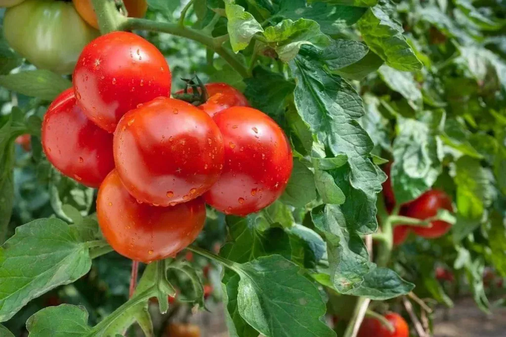 Schutz der Tomaten vor Hitze. Große, saftige und gesunde Früchte die ganze Saison über