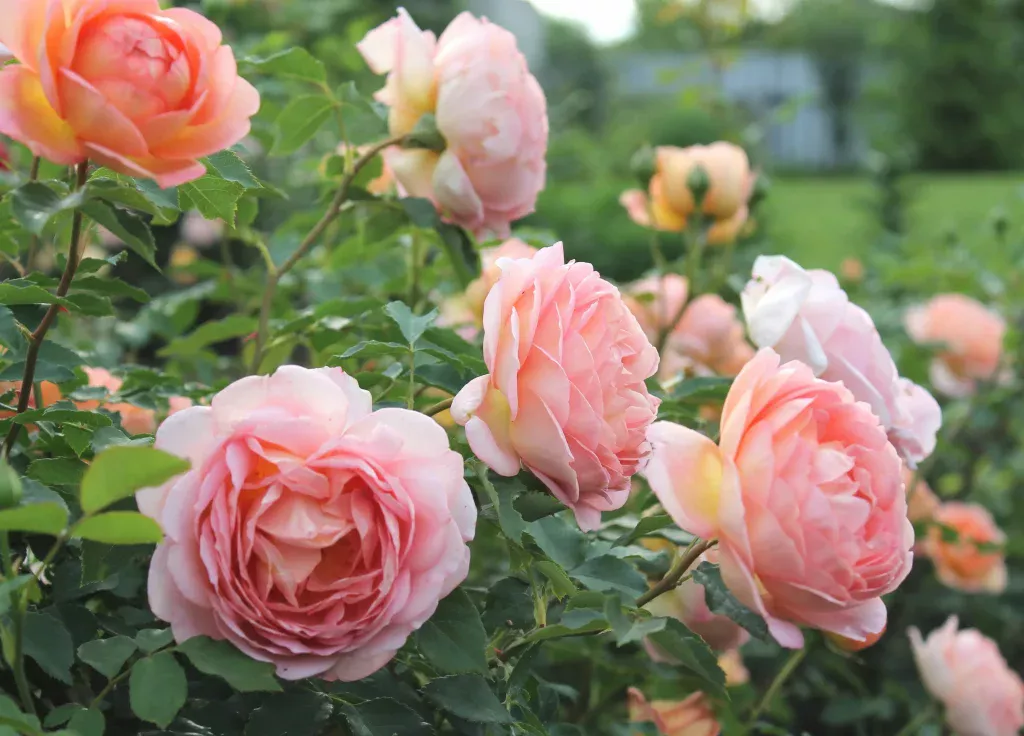 Vergraben Sie es unter den Rosen und Sie werden viele Knospen haben. Das Klimagerät, das jeder zu Hause hat