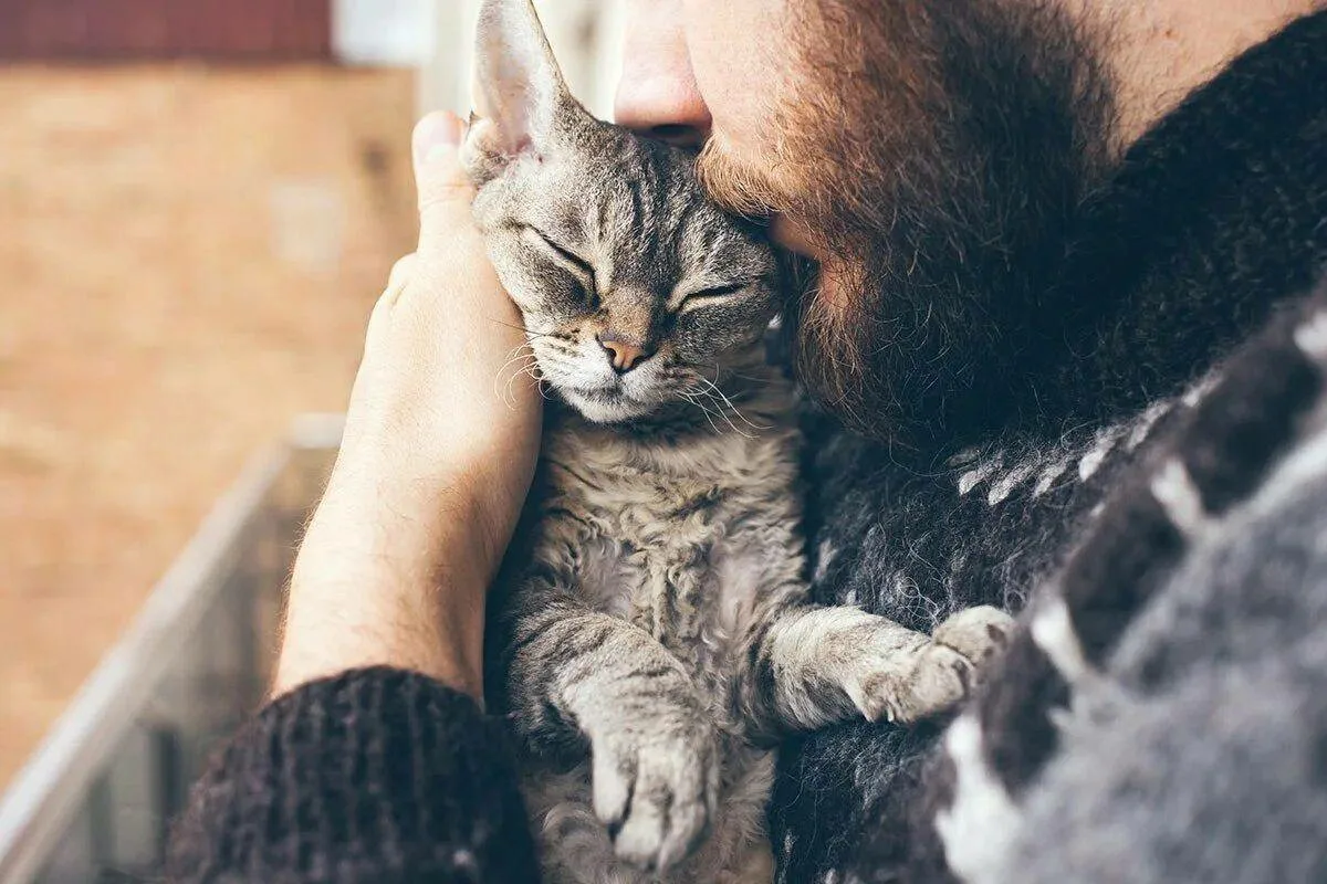 Katzen