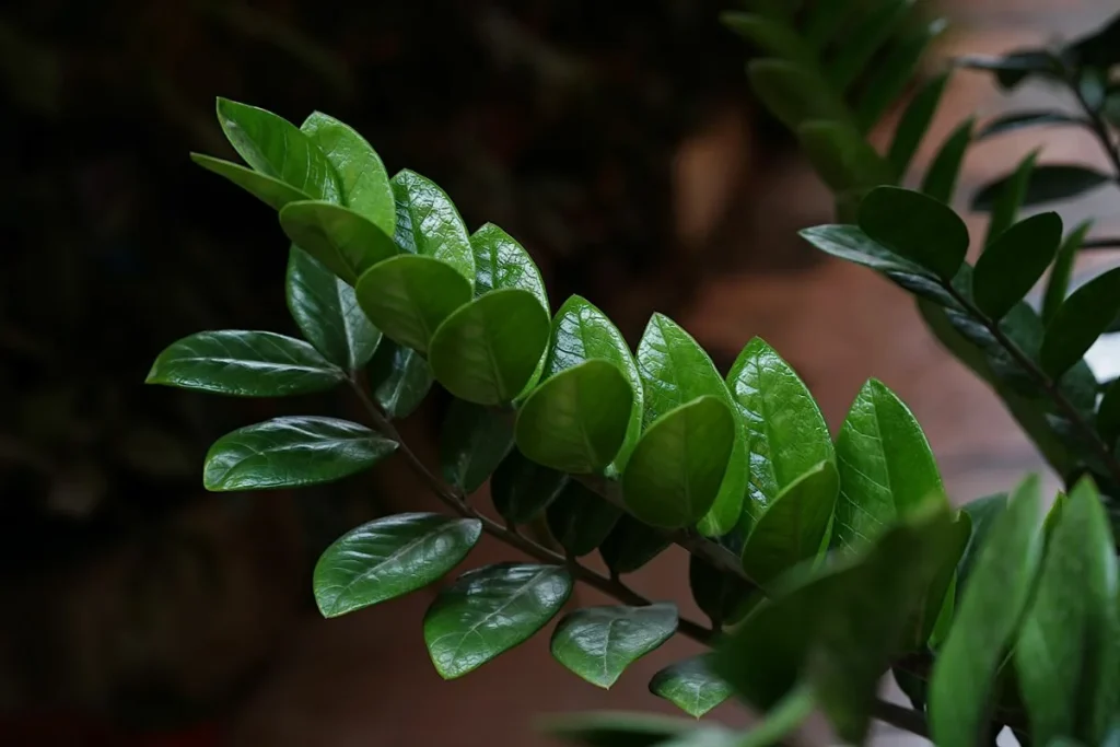 Zamioculcas wird üppig grün und treibt viele neue Blätter. Alles, was Sie dafür brauchen, ist ein Produkt aus der Apotheke.