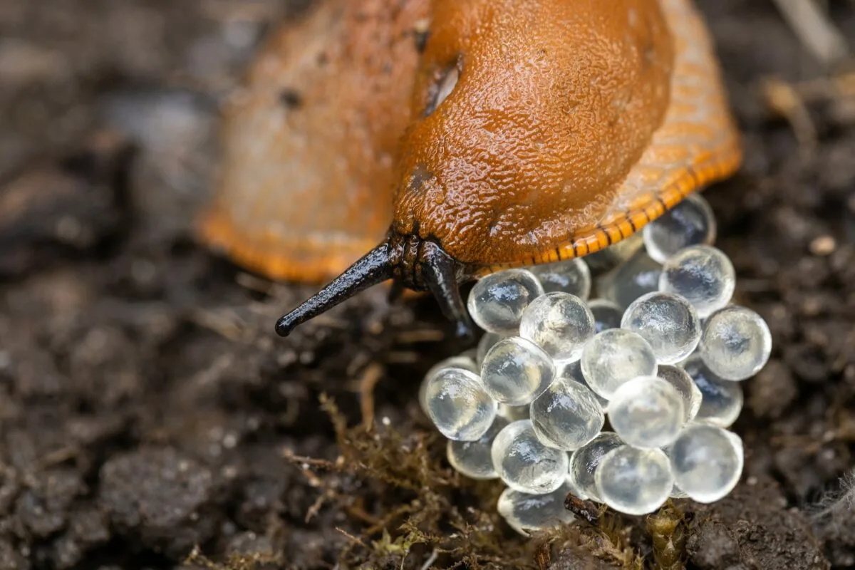 Nehmen Sie es aus dem Küchenschrank und streuen Sie es im Garten aus. Sie werden sofort Schnecken und Ameisen vertreiben.