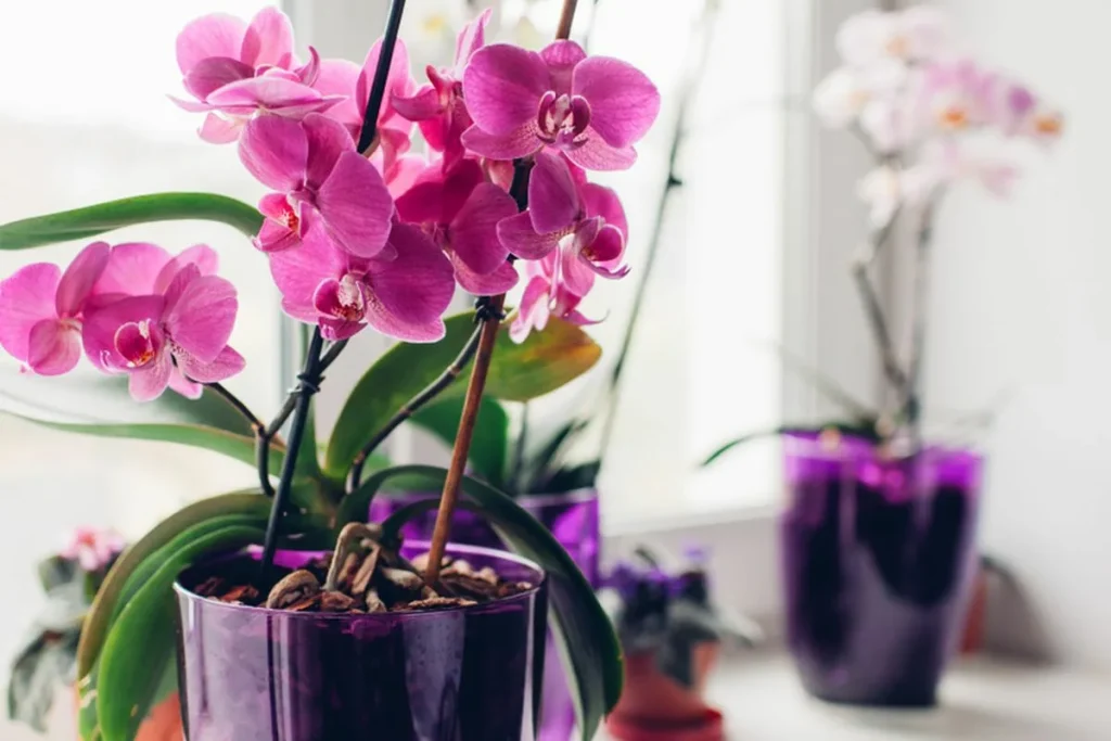 orchidej
