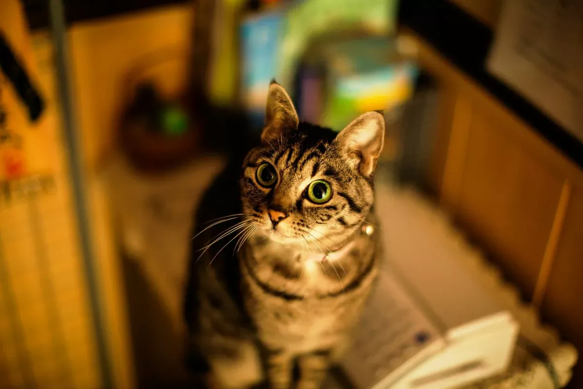 Katze