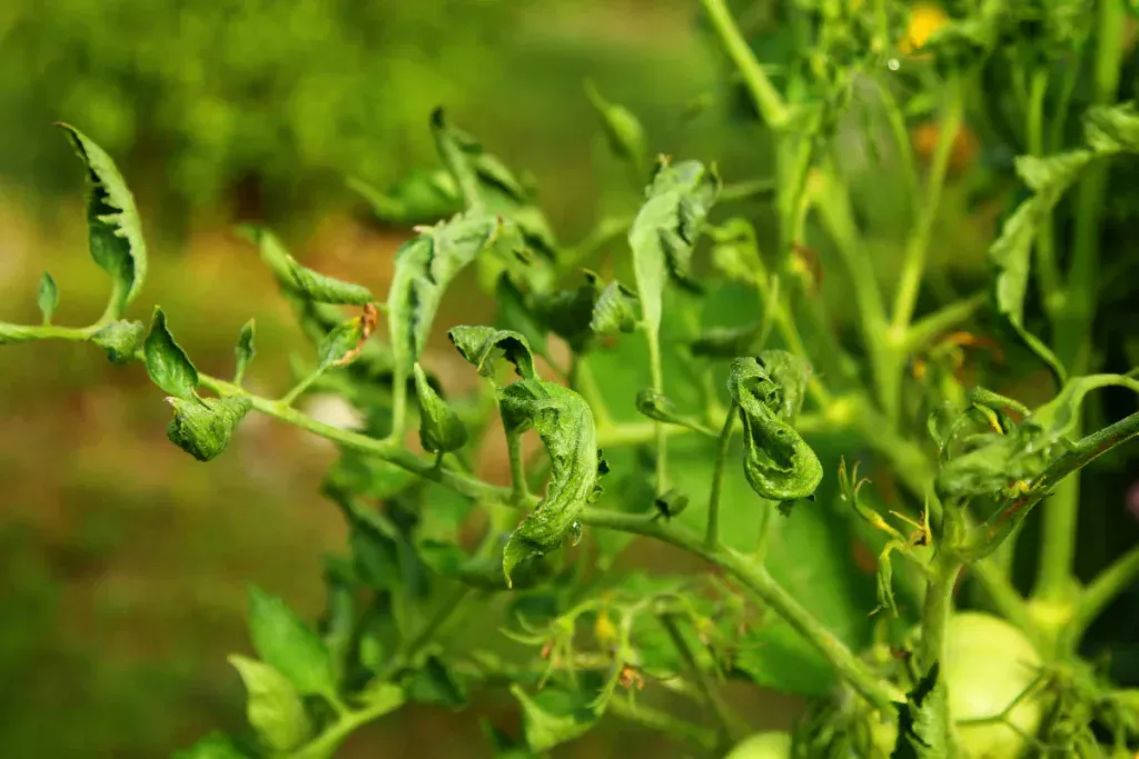 Tomatenblätter rollen sich ein: Wann muss man schnell handeln?