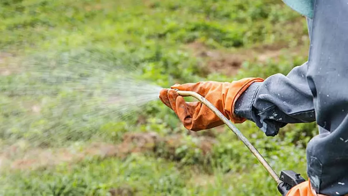 Geben Sie Salz und eine weitere Zutat ins Wasser. Innerhalb eines Tages werden die Unkräuter verdorren.