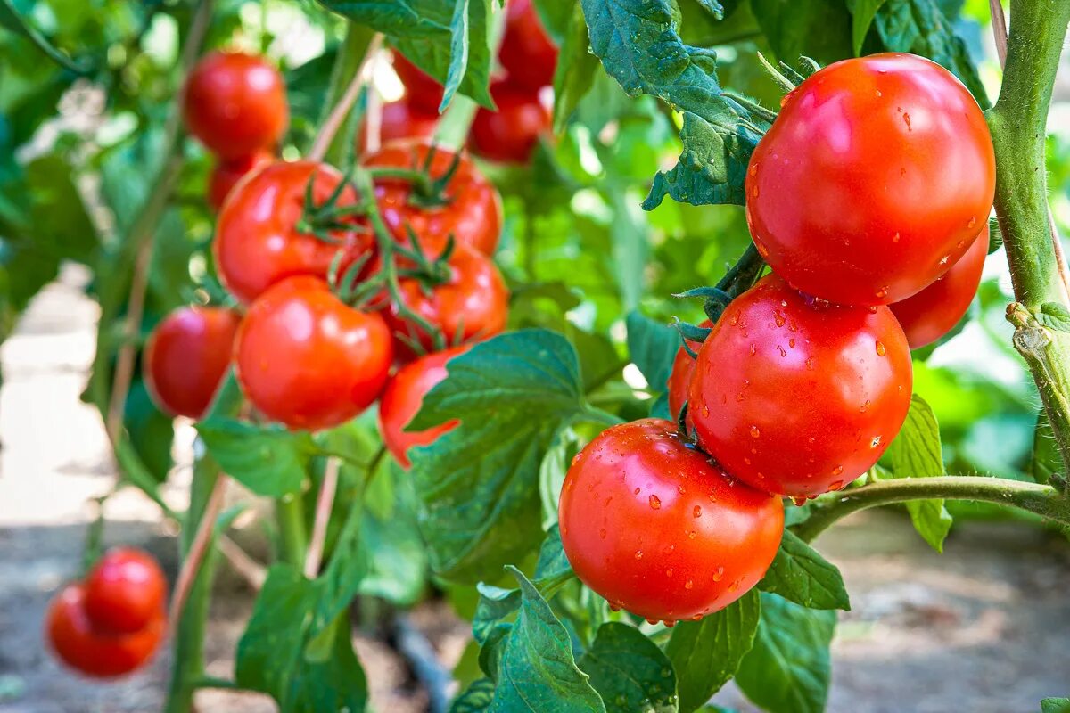 Streuen Sie dies über die Tomaten. Eine ungewöhnliche Methode für eine gesunde und reichhaltige Ernte