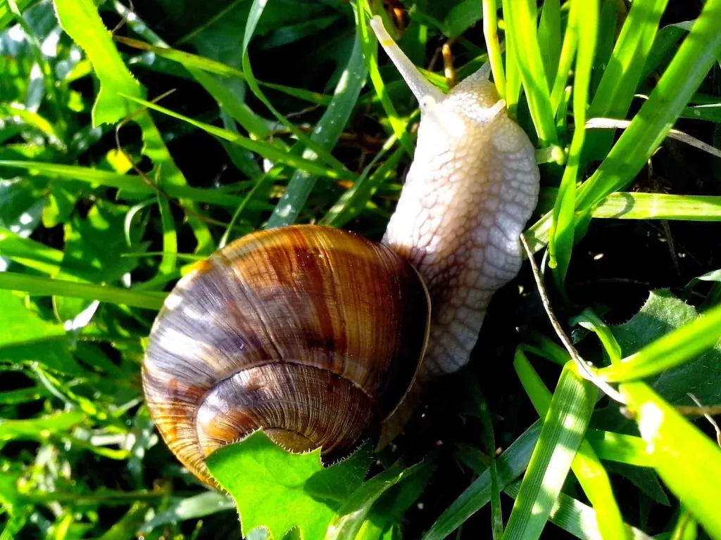 Nach dem Regen im Garten verteilen. Im Handumdrehen werden Sie die Schnecken los