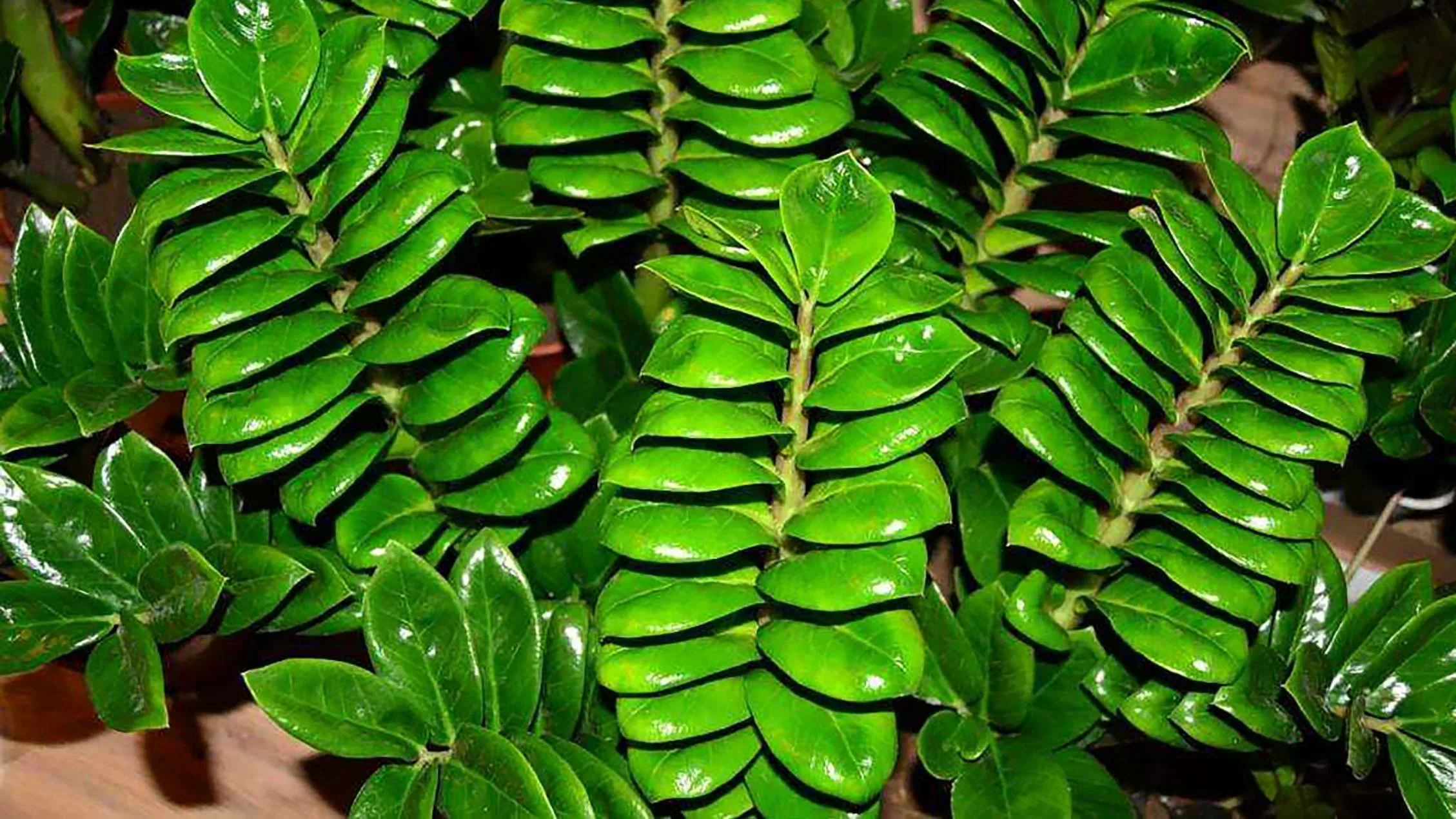 Ich stelle Dünger für Zamioculcas aus den Resten von Sommergemüse her. Diese Küchenabfälle beschleunigen das Blattwachstum.