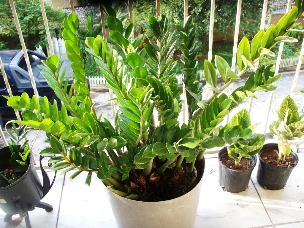 Ich stelle Dünger für Zamioculcas aus den Resten von Sommergemüse her. Diese Küchenabfälle beschleunigen das Blattwachstum.