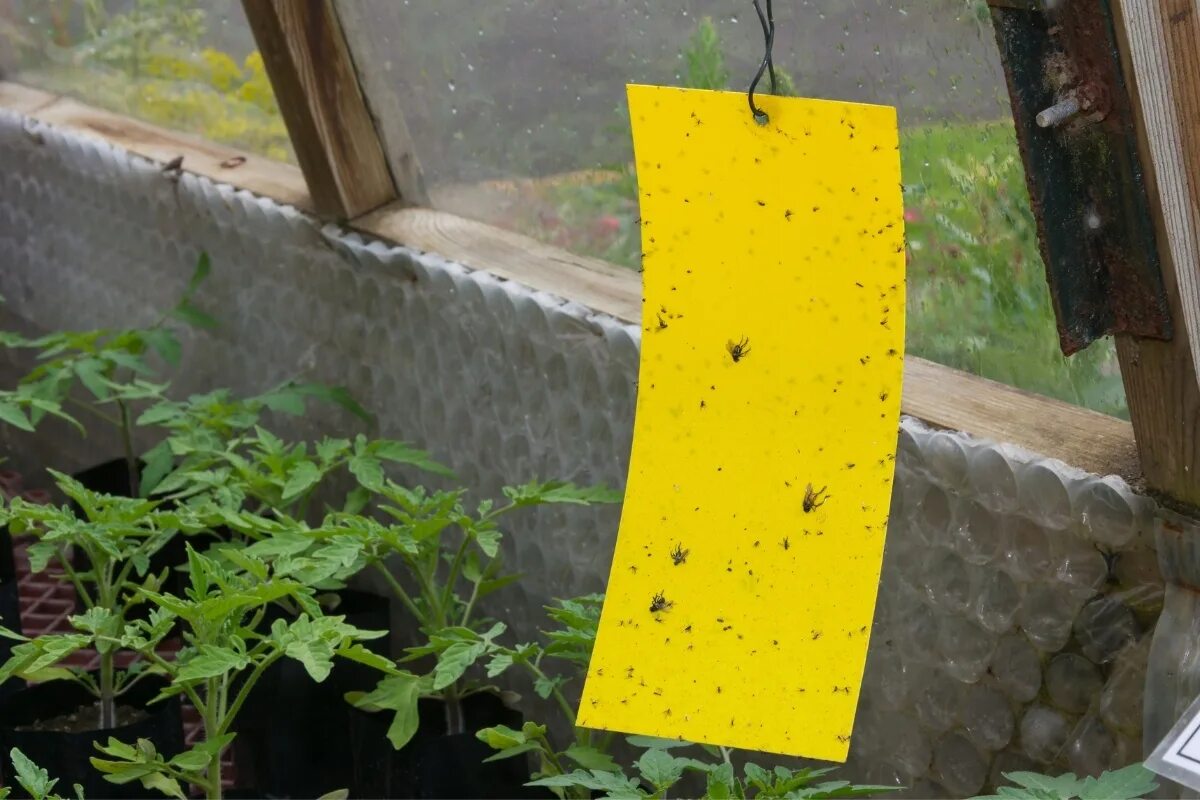 Selbstgemachte Fliegenfalle: 5 einfache Ideen, die Sie selbst ausprobieren können