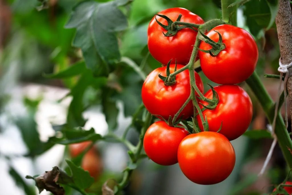 Jetzt ist der ideale Zeitpunkt, um diese köstliche späte Sorte von Kirschtomaten auszusäen, die Sie Mitte Herbst ernten können.
