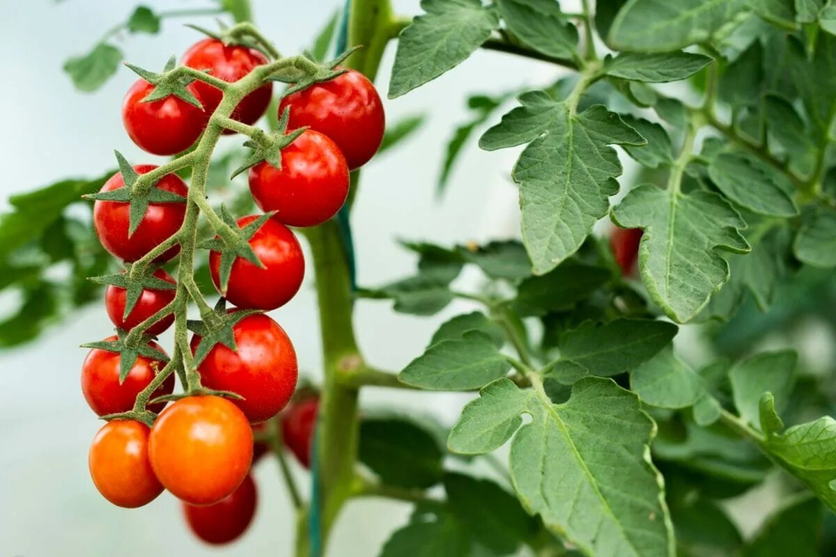 Jetzt ist der ideale Zeitpunkt, um diese köstliche späte Sorte von Kirschtomaten auszusäen, die Sie Mitte Herbst ernten können.