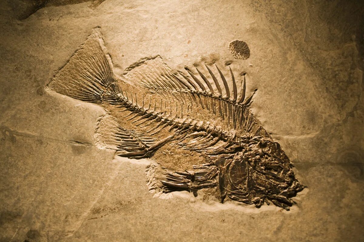 Fossilien von Jurassic-Fischen gefunden, die beim Versuch, einen versteinerten Tintenfisch zu verschlucken, erstickt sind