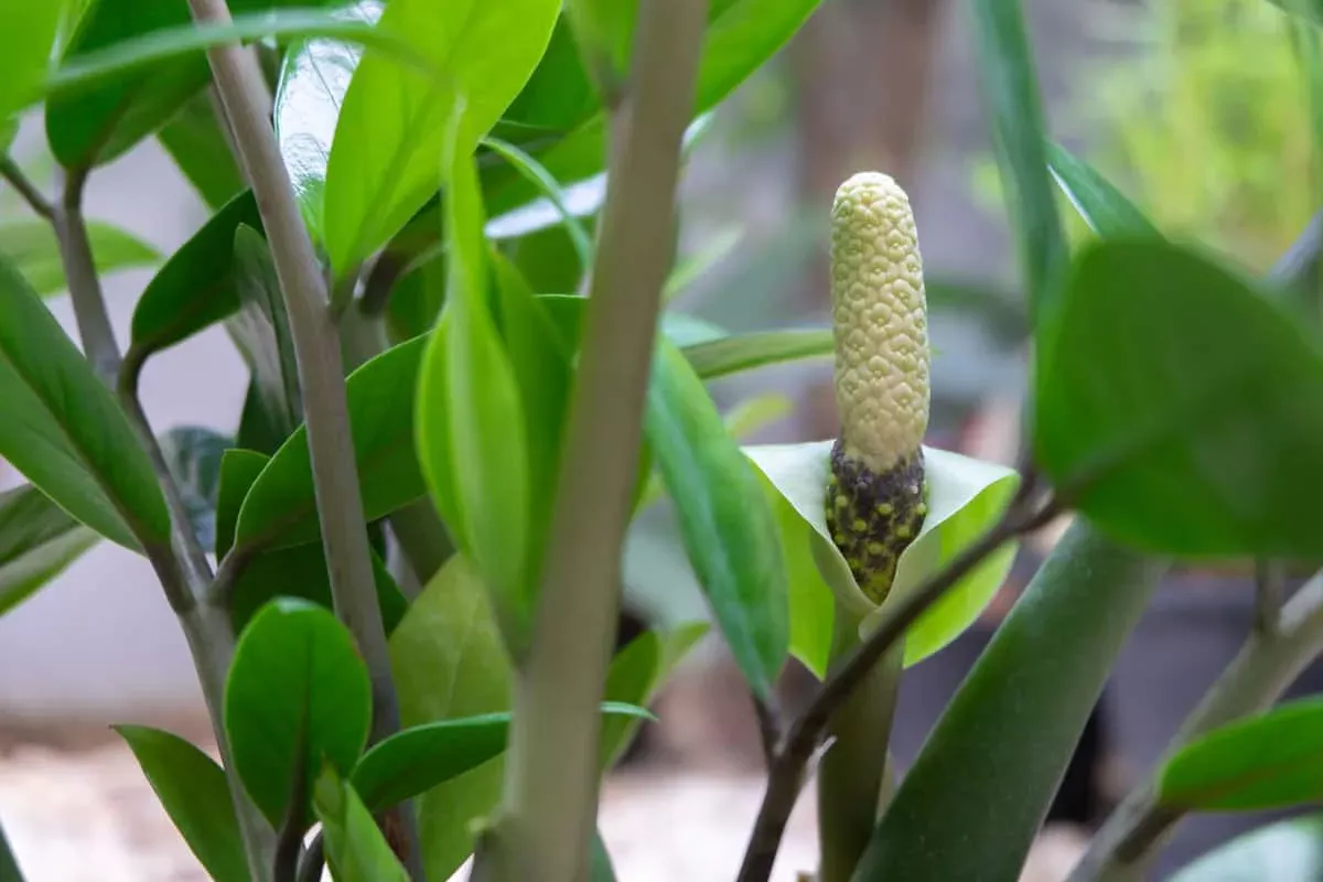 Zamioculcas