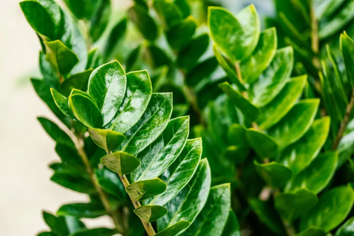 Ich habe 2 Tabletten in Wasser zerdrückt – und der Zamioculcas ist wie wiedergeboren: Aus jeder Knolle sind 10 Zweige gewachsen.