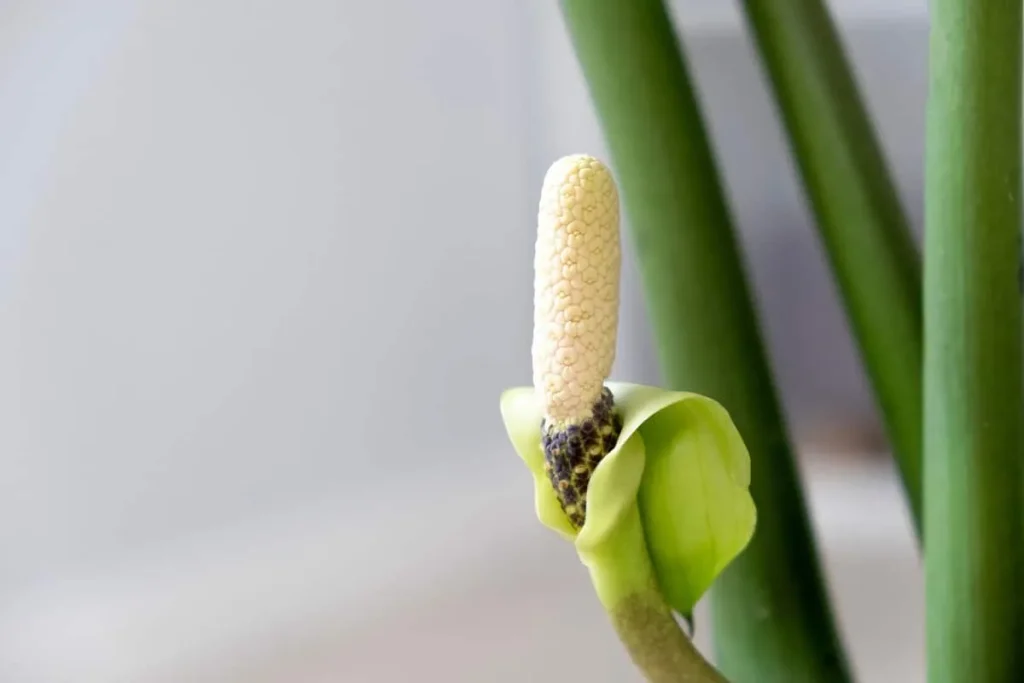 Ich habe 2 Tabletten in Wasser zerdrückt – und der Zamioculcas ist wie wiedergeboren: Aus jeder Knolle sind 10 Zweige gewachsen.