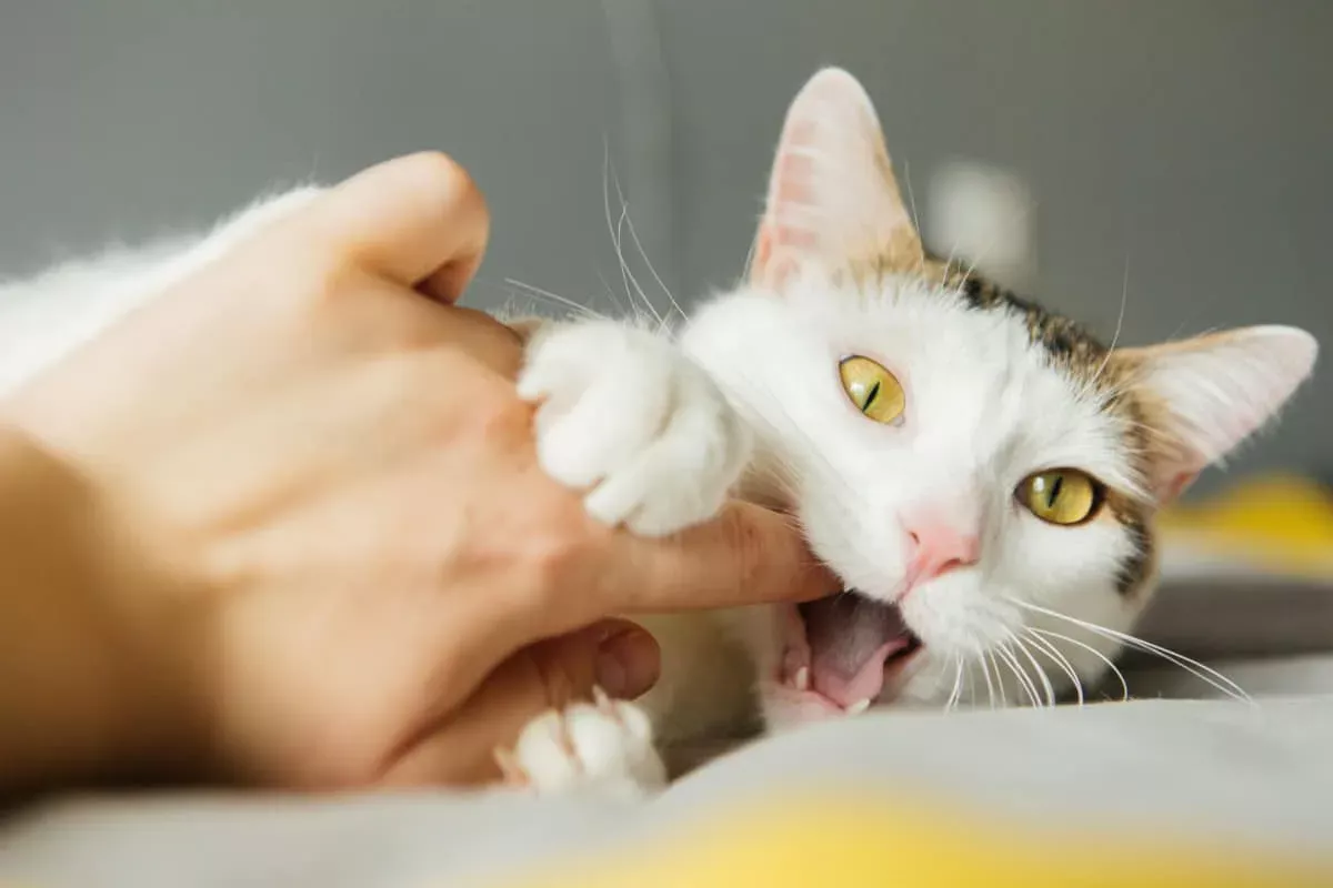Katze