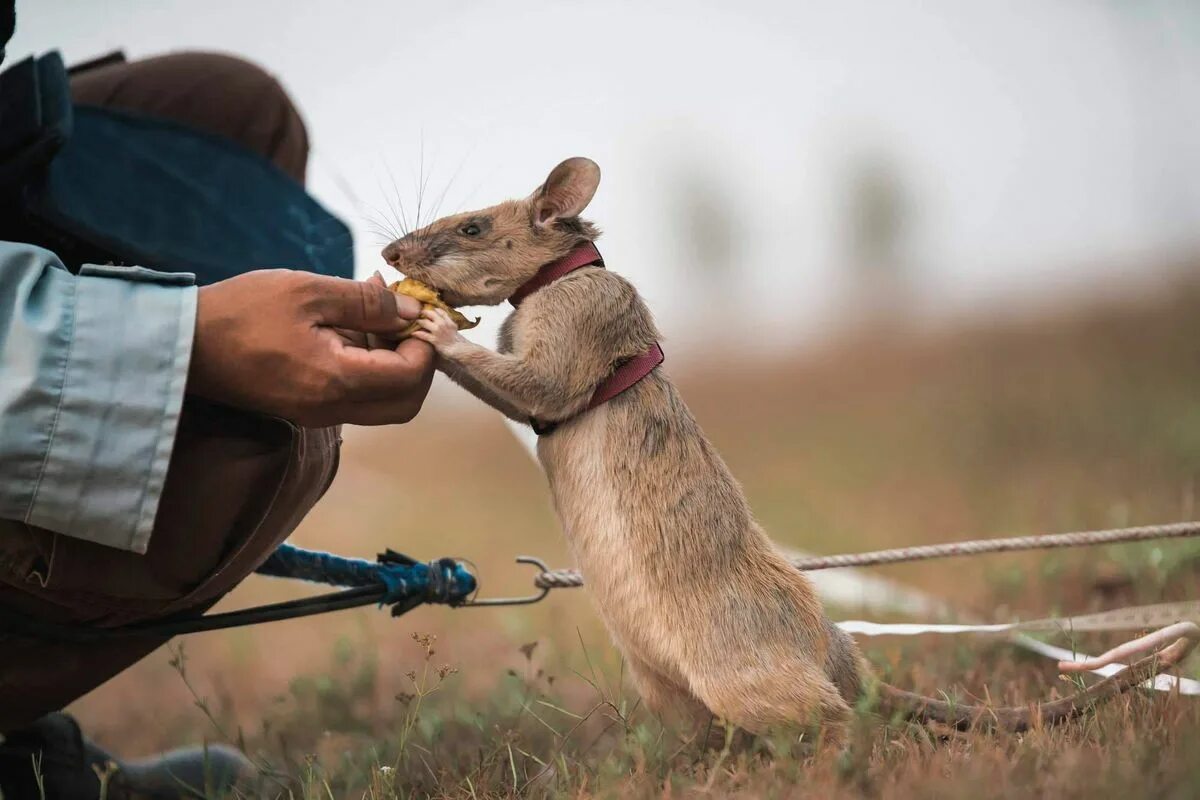 In Tansania retten riesige Ratten, die darauf trainiert sind, Menschen zu retten, Leben
