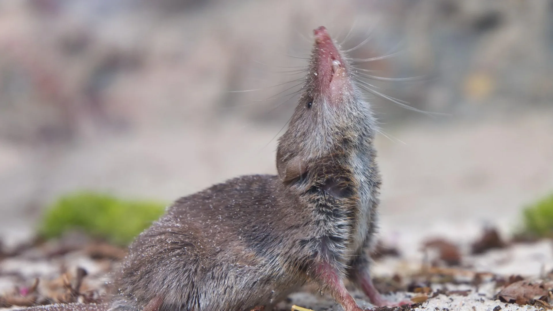 Der Rotfußtierchen ist keine Maus. Was tun, wenn er ins Haus kommt?