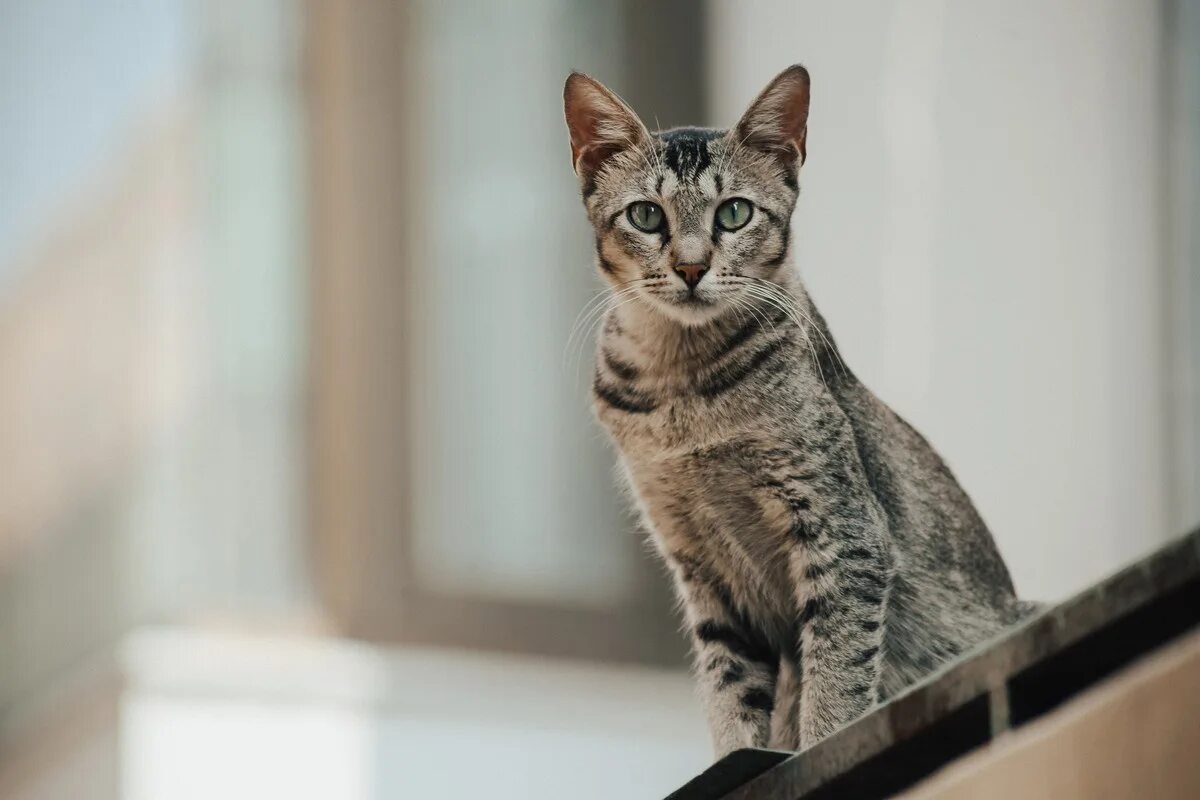 Die Ägypter verehrten Katzen regelrecht, und wenn man eine Katze tötete, konnte das teuer werden.