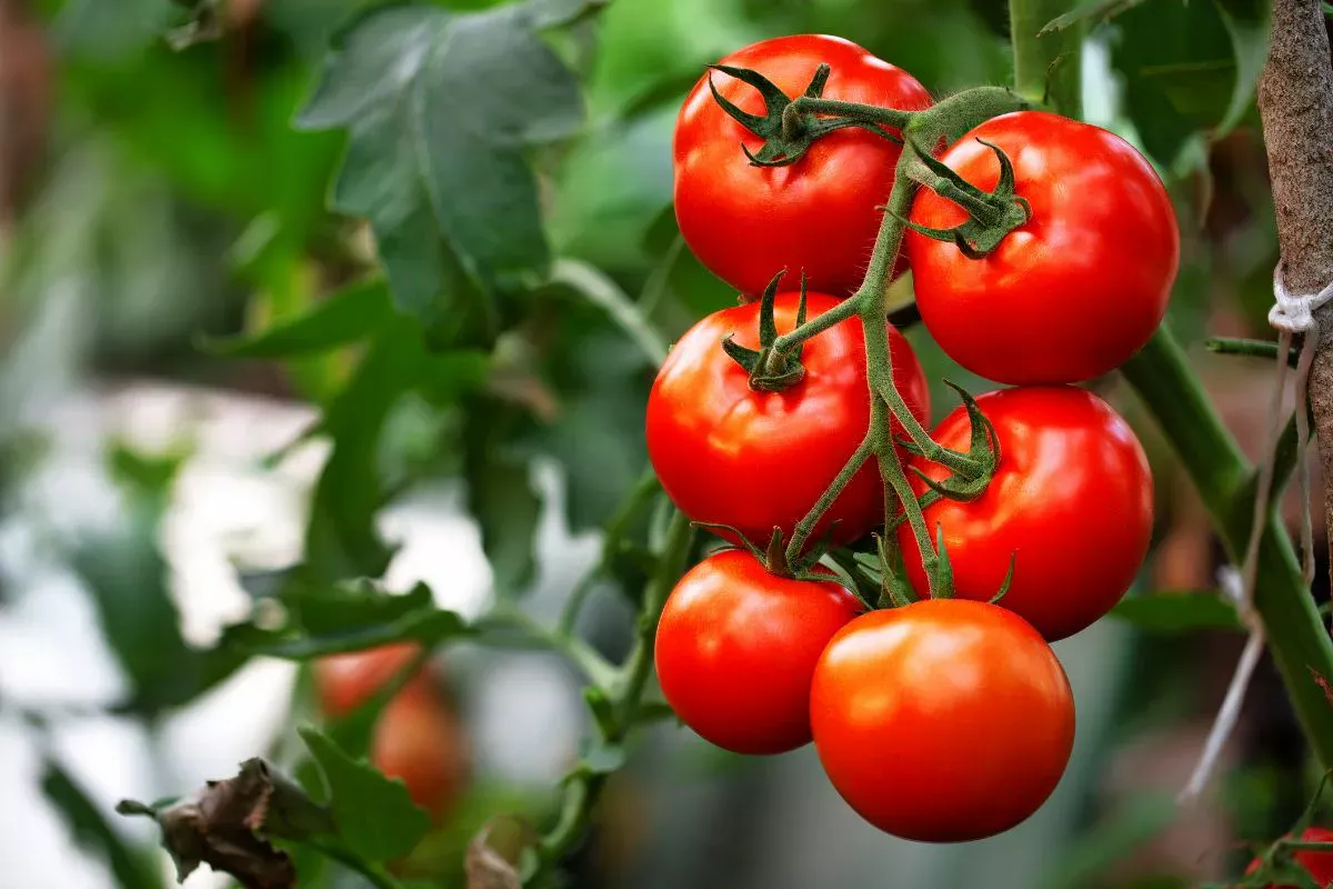 Verdoppeln Sie Ihre Tomatenernte im Juli mit diesem einfachen, aber sehr effektiven Trick
