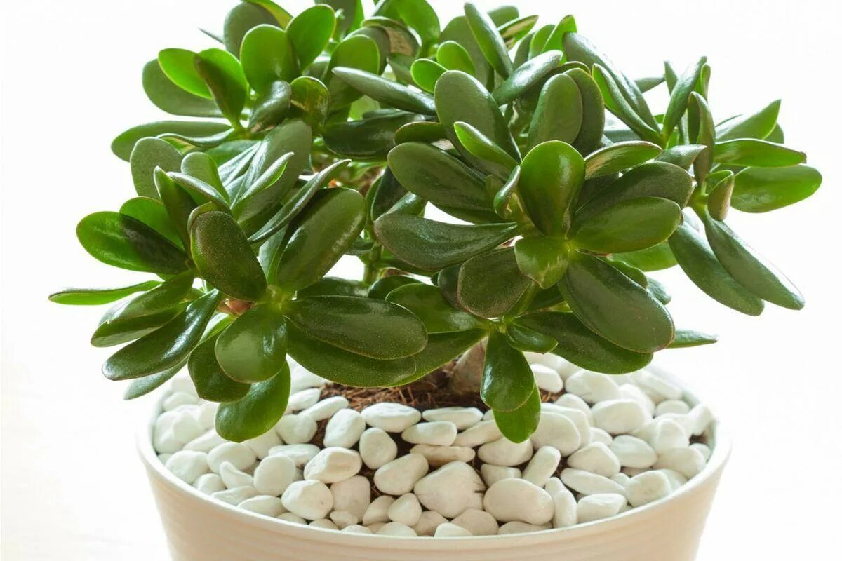 Laut Feng-Shui-Experten ist dies der ideale Standort für die Pflanze „Jade“, um Reichtum, Lebensenergie und Glück anzuziehen.