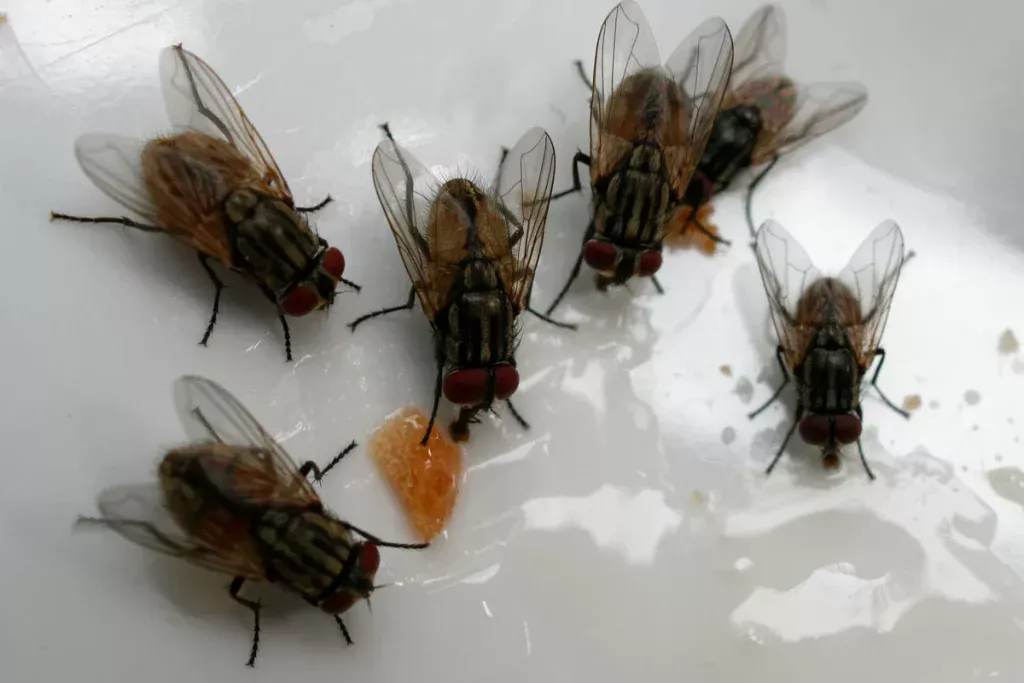 Selbstgemachte Fliegenfalle: 5 einfache Ideen, die Sie selbst ausprobieren können