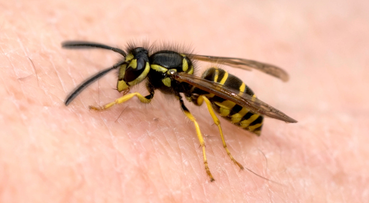 Ein Imker gibt Tipps, wie man sich vor Wespen- und Bienenstichen schützen kann