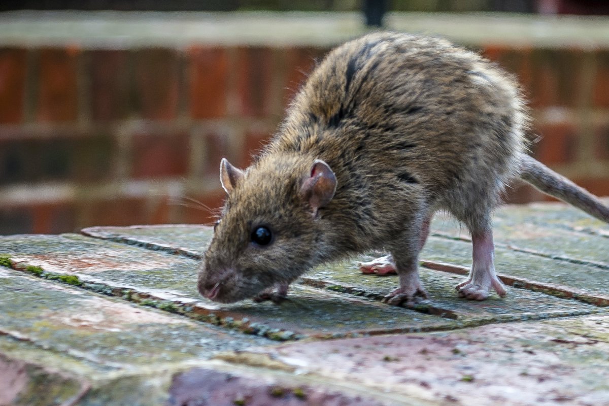 Alle Ratten werden aus dem Haus und dem Garten fliehen: Nur eine Pflanze kann das Problem mit den Nagetieren lösen – wir zerkleinern sie und reiben sie ein.