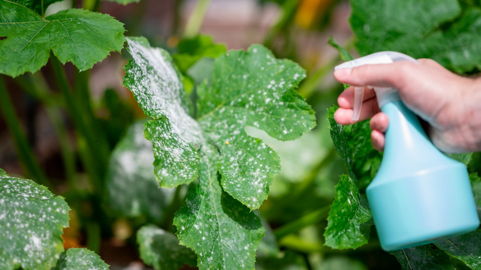 Nach dieser Besprühung wird Mehltau Ihre Gurken nicht mehr befallen. Verdünnen Sie das Mittel mit Wasser und tragen Sie es dreimal auf die Blätter auf, um die Ernte zu schützen. Sprühen gegen Mehltau auf Gurken