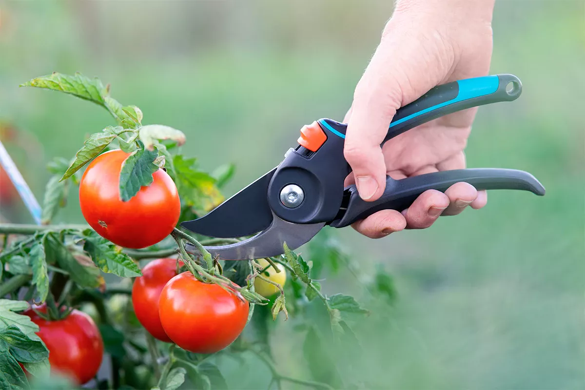 Verdoppeln Sie Ihre Tomatenernte im Juli mit diesem einfachen, aber sehr effektiven Trick