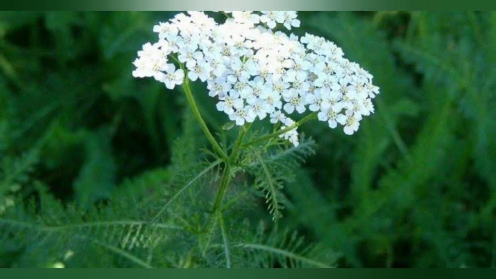 Pflanzen Sie in Ihrem Garten. Schnecken hassen diese Pflanze