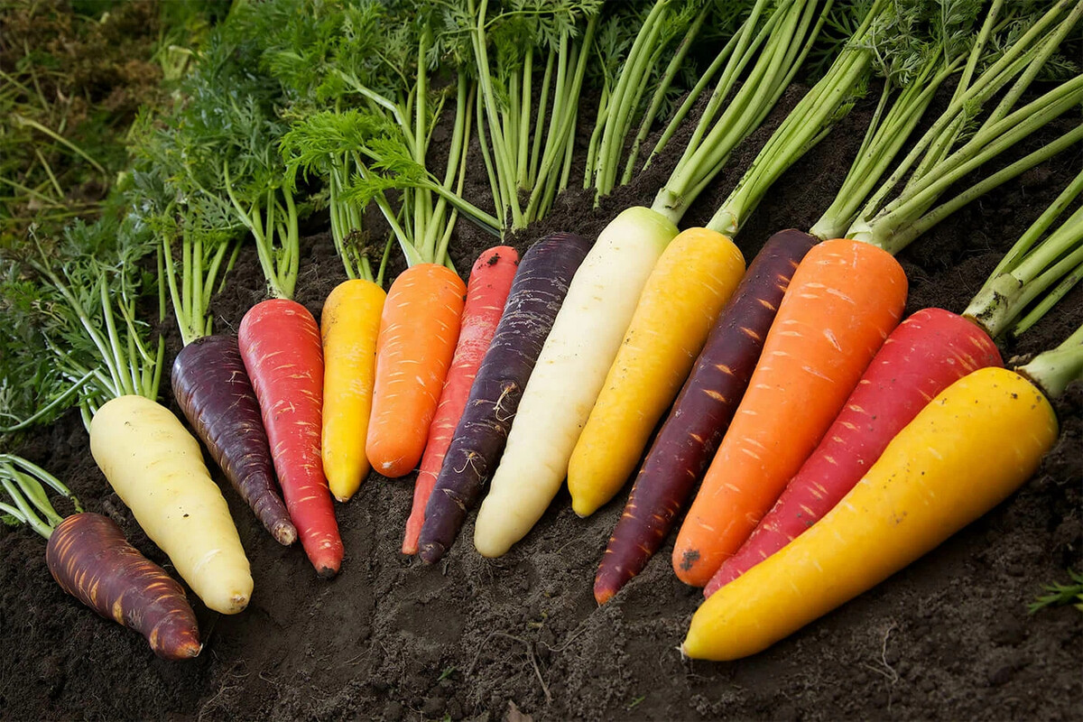 Möchten Sie diesen Sommer eine reiche Ernte einfahren? Pflanzen Sie diese beiden Gemüsesorten zusammen, um Schädlinge fernzuhalten und Ihren Ertrag zu verdoppeln