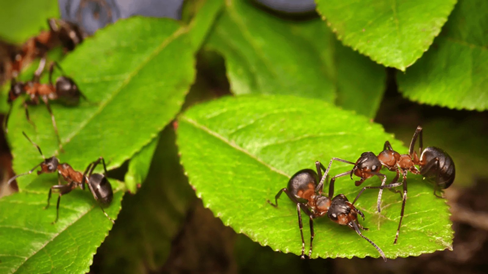 Wie kann man Ameisen im Garten loswerden? Streuen Sie es um den Ameisenhaufen herum, und das Problem ist gelöst
