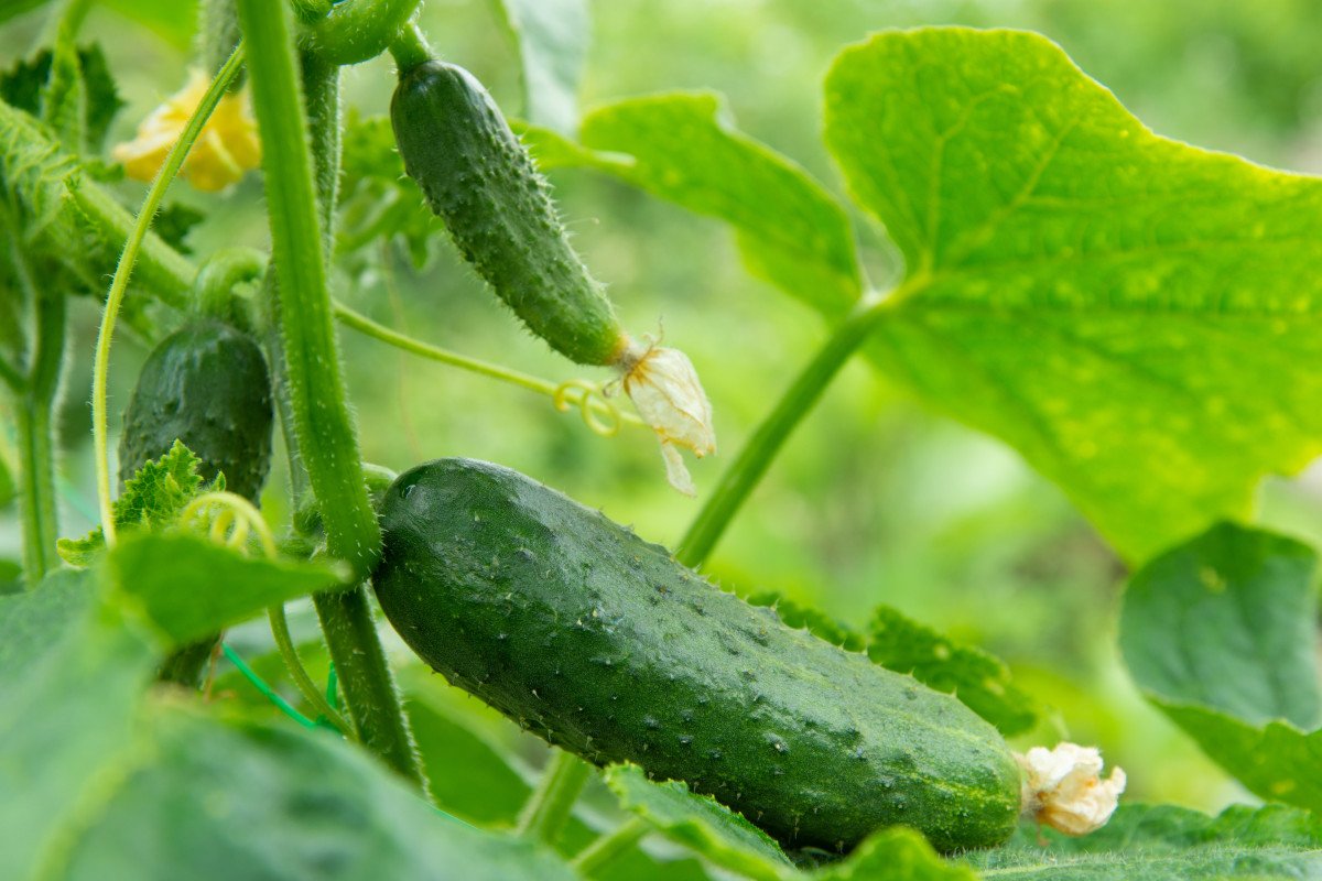 Sie werden nicht rechtzeitig mit der Ernte fertig werden. Mischen Sie Wasser mit diesem Getränk und besprühen Sie die Pflanzen damit.
