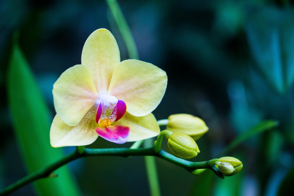 Geben Sie einen Teelöffel dieser Würzmischung in den Topf. Die Orchidee wird Sie mit ihren Blüten erfreuen