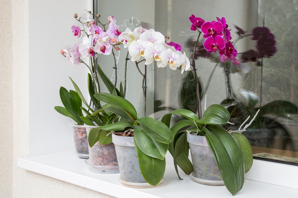 Ich gebe zwei Teelöffel dieser Gewürzmischung in den Topf. Die Orchideen blühen wie nie zuvor.