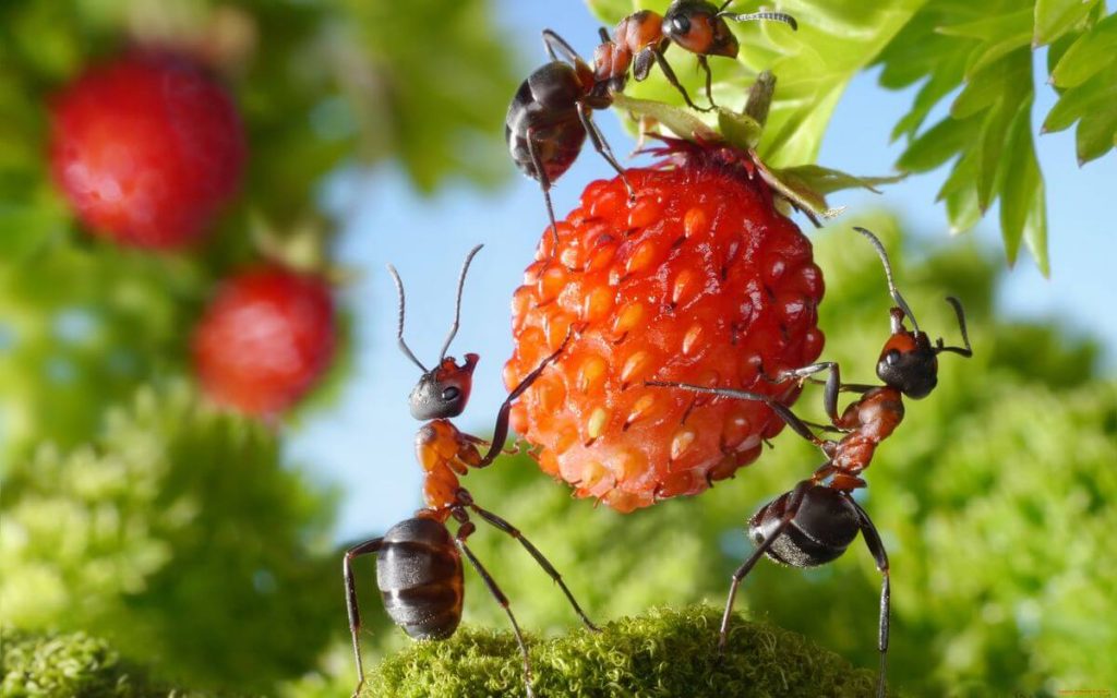 Wie kann man Ameisen im Garten loswerden? Streuen Sie es um den Ameisenhaufen herum, und das Problem ist gelöst