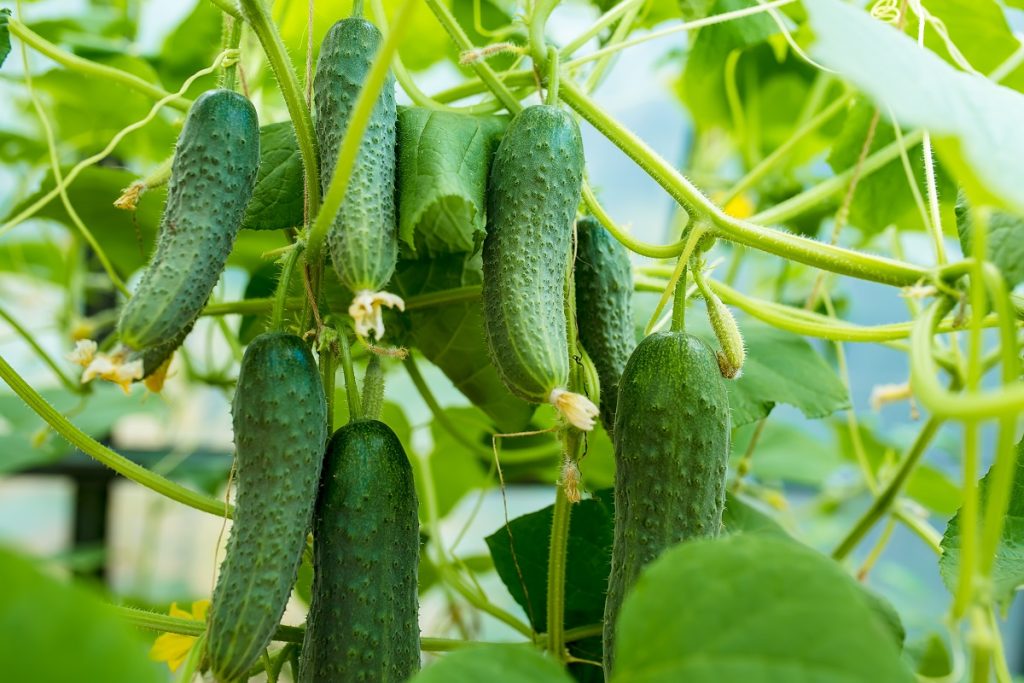 Sprühen Sie die Gurken im Juli damit ein. Ein einfacher Trick für eine reichhaltige Ernte