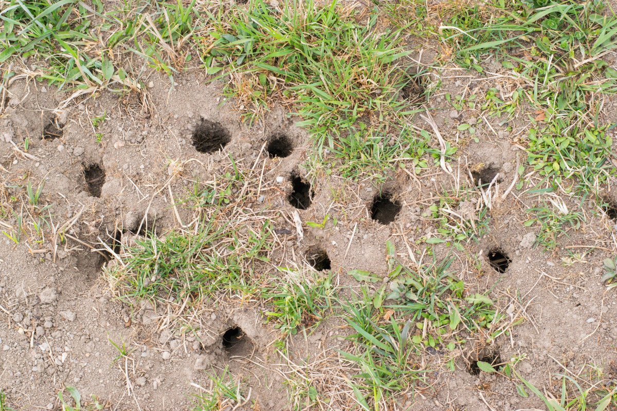 Stecken Sie es in den Boden. Dann verschwinden sie aus Ihrem Garten, wo der Pfeffer wächst