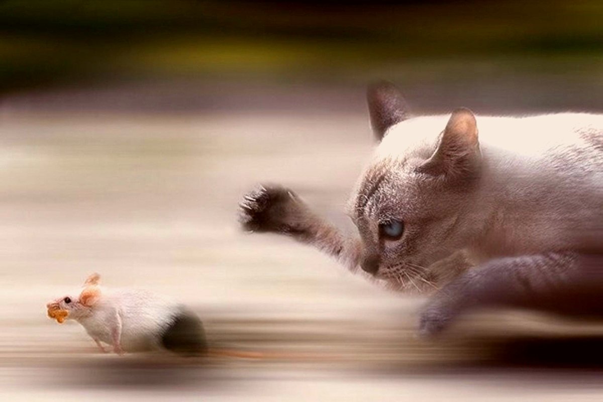 ratten