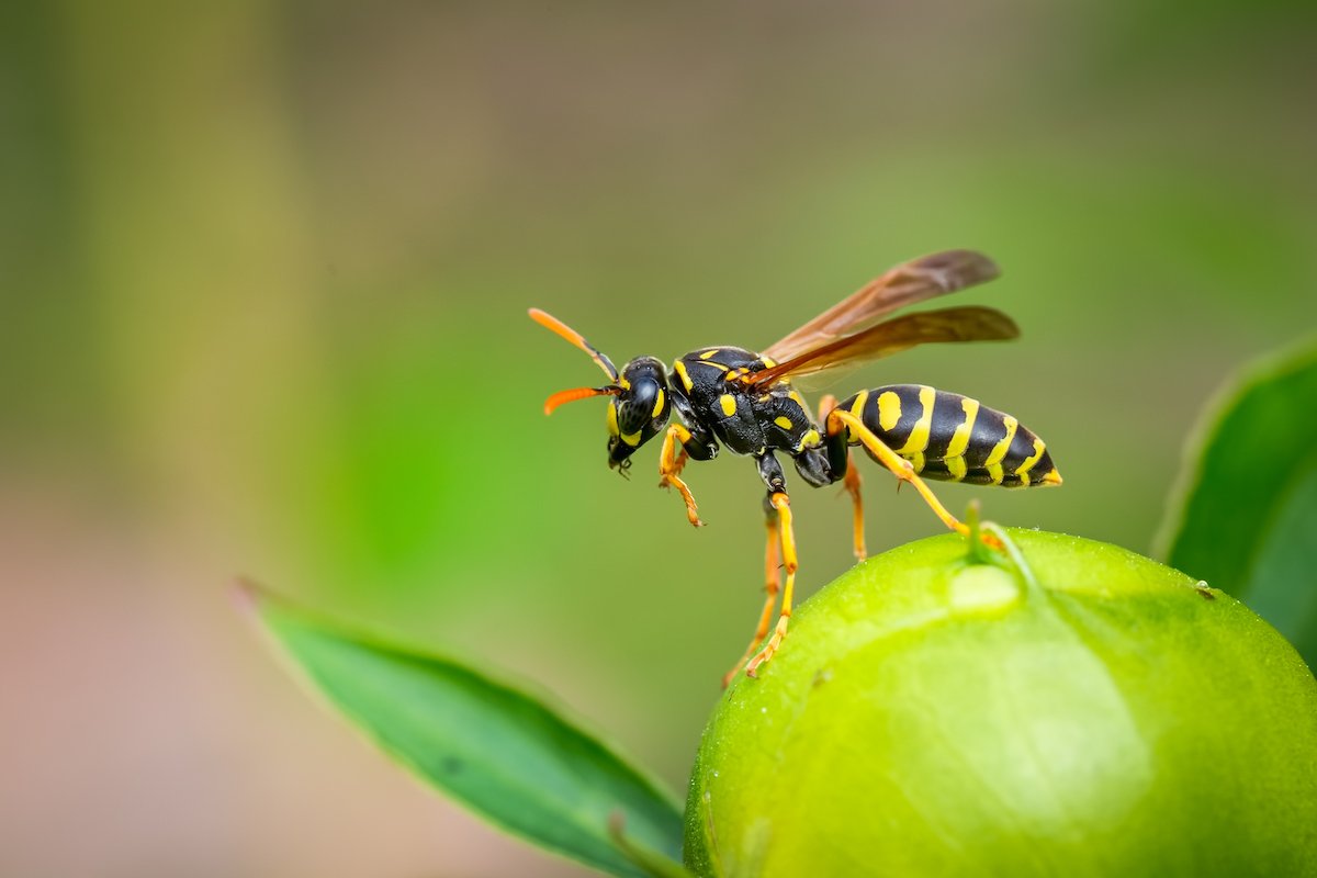 Mit diesem einfachen Trick halten Sie Wespen fern